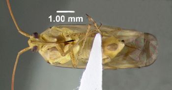 Media type: image;   Entomology 619499 Aspect: habitus ventral view